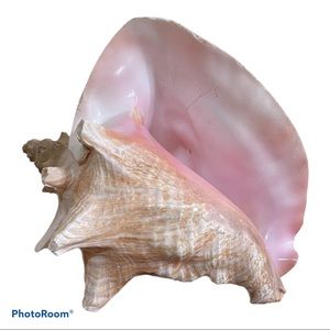 Conch Shell